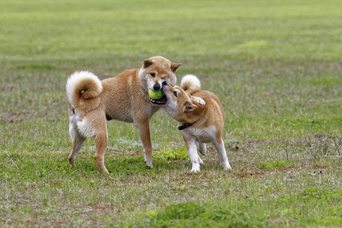 じゃれ合う三頭の犬、ドッグランでの様子