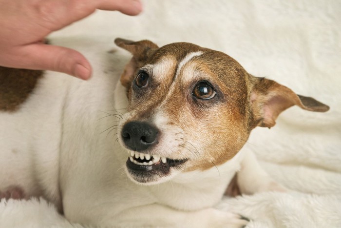 触られそうになって起こる犬