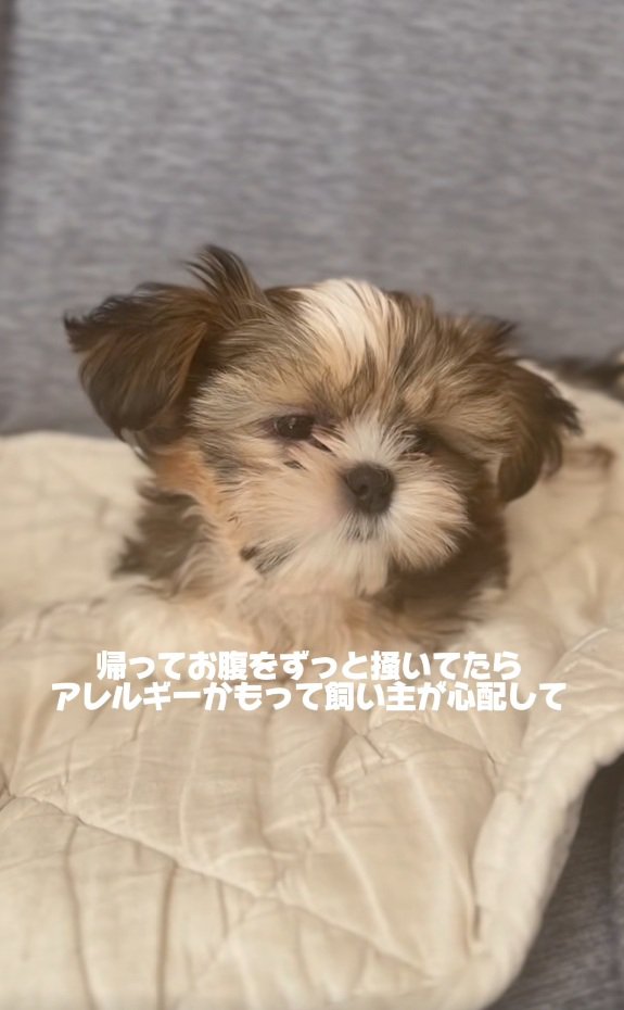 お腹を掻いていたこげまるくん