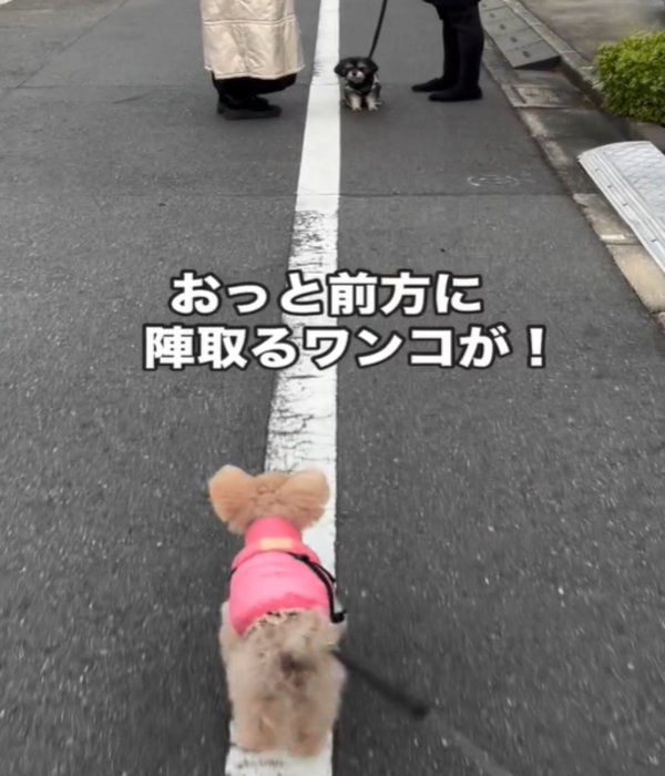 遠くにいる黒い犬