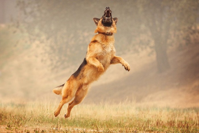 はねている犬