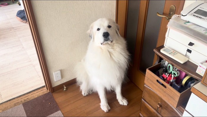 真顔になる犬