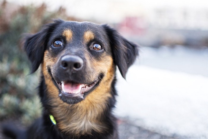 キラキラした瞳で見つめる犬