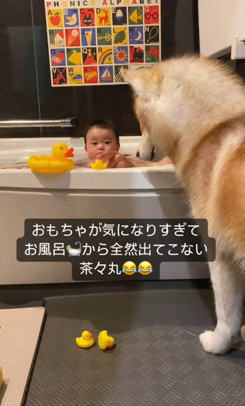 お風呂で遊ぶ赤ちゃんと茶々丸くん