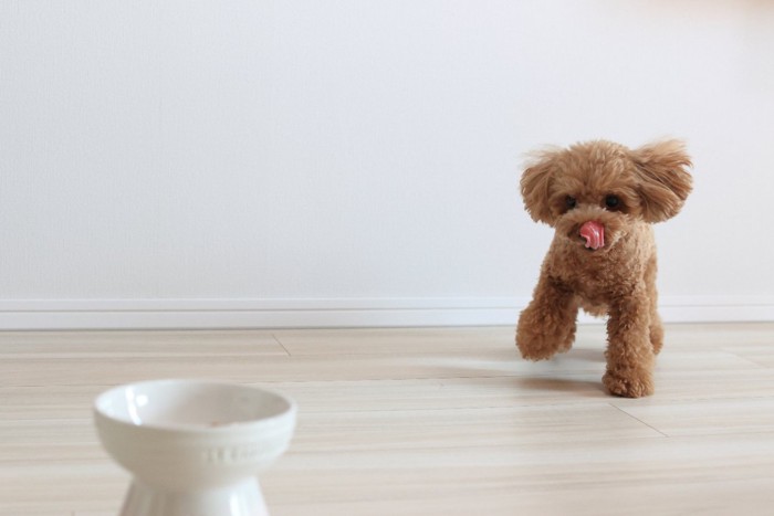 お皿に駆け寄る犬