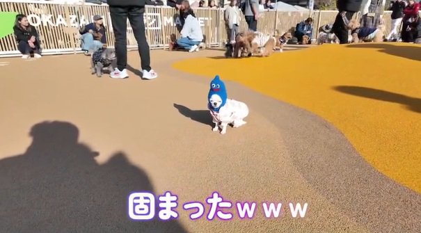 ドッグランで固まるルミちゃん