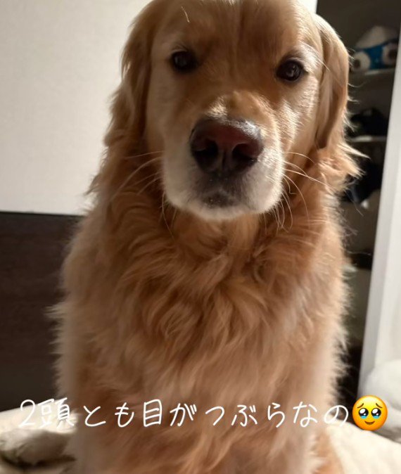 Lexくんとは…