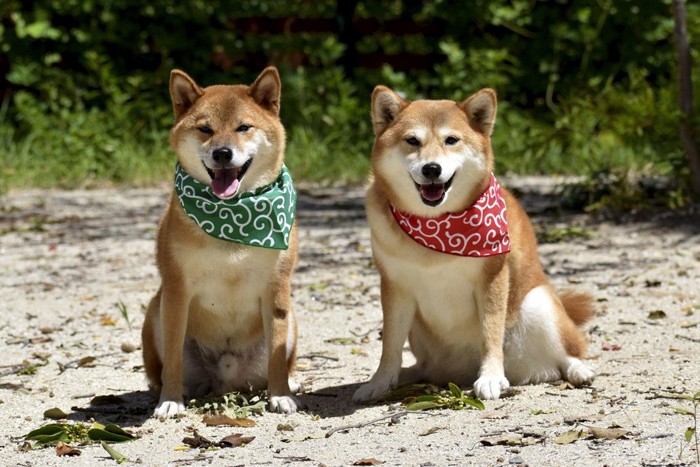 色違いのバンダナをした犬