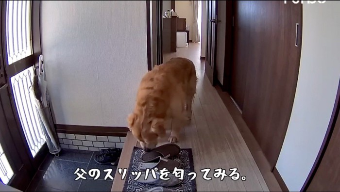 飼い主のスリッパの匂いを嗅ぐ犬