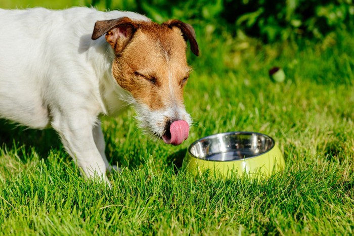 水を飲む犬