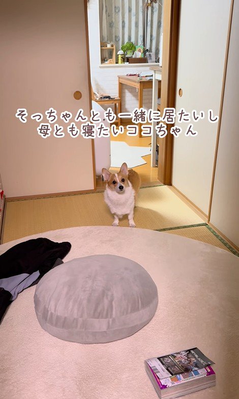 ココちゃんの尊い行動7