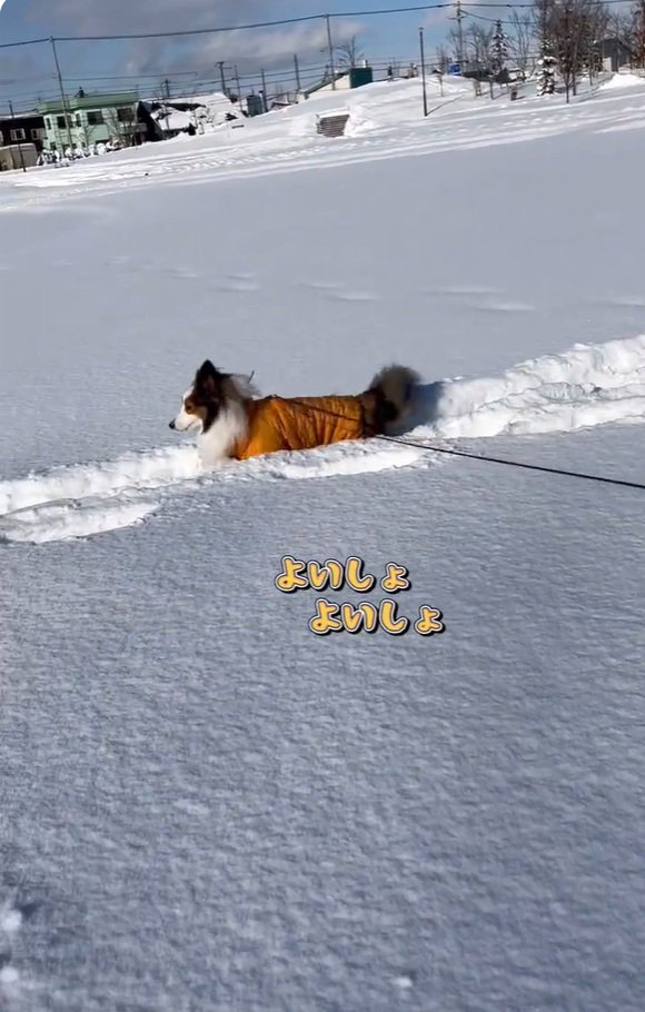 楽しそうなさつまくん