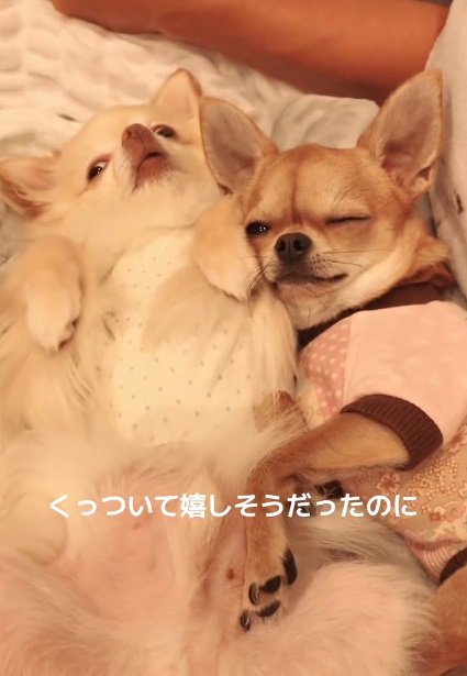 片目をつぶるよもぎ子ちゃん