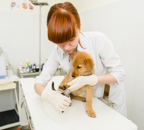 爪切りされている柴犬の子犬