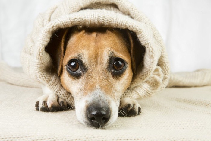 相手の様子を伺う犬