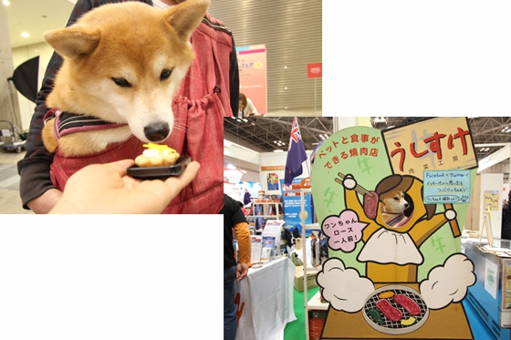 柴犬がケーキを試食&うしすけの顔出しパネル