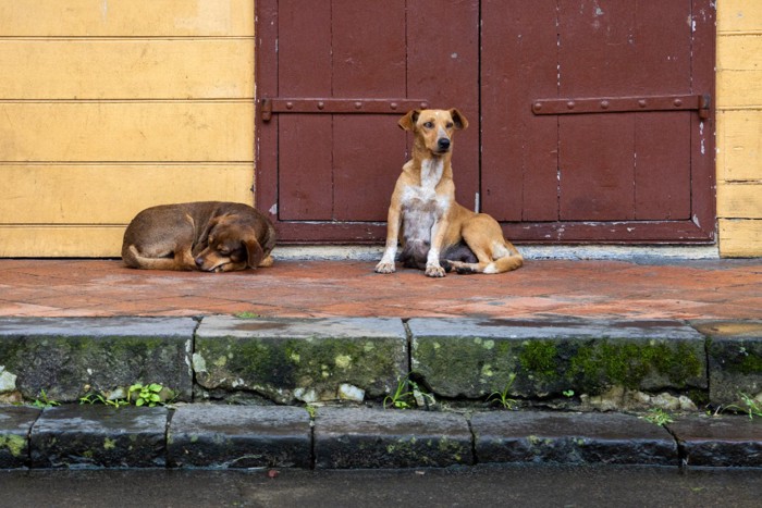 2頭の野良犬