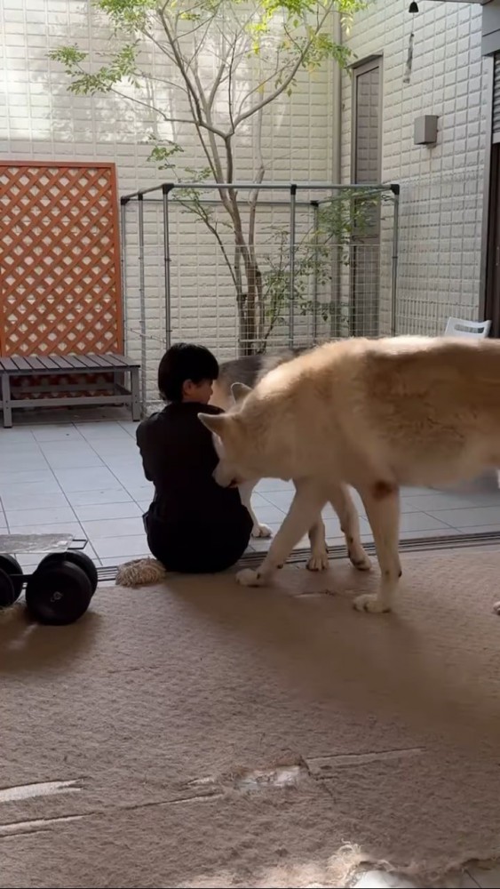 お姉ちゃんに近づくウルフドッグ