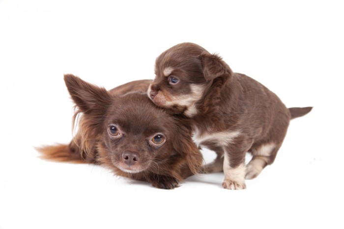 成犬と子犬のチワワ