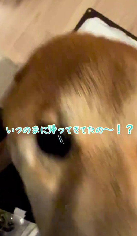 「いつの間に帰ってきたの！」