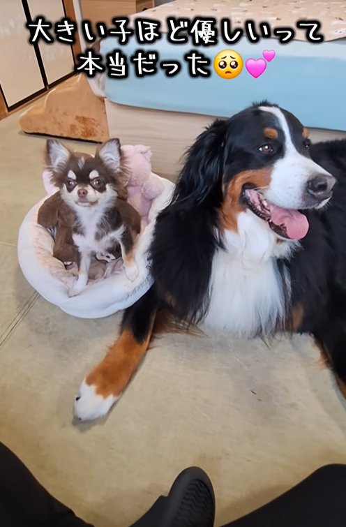 優しい大型犬