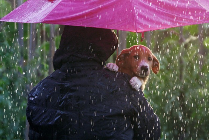 雨が降っている中飼い主に抱えられている犬