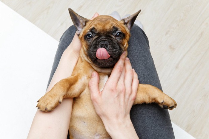 仰向けにされている犬