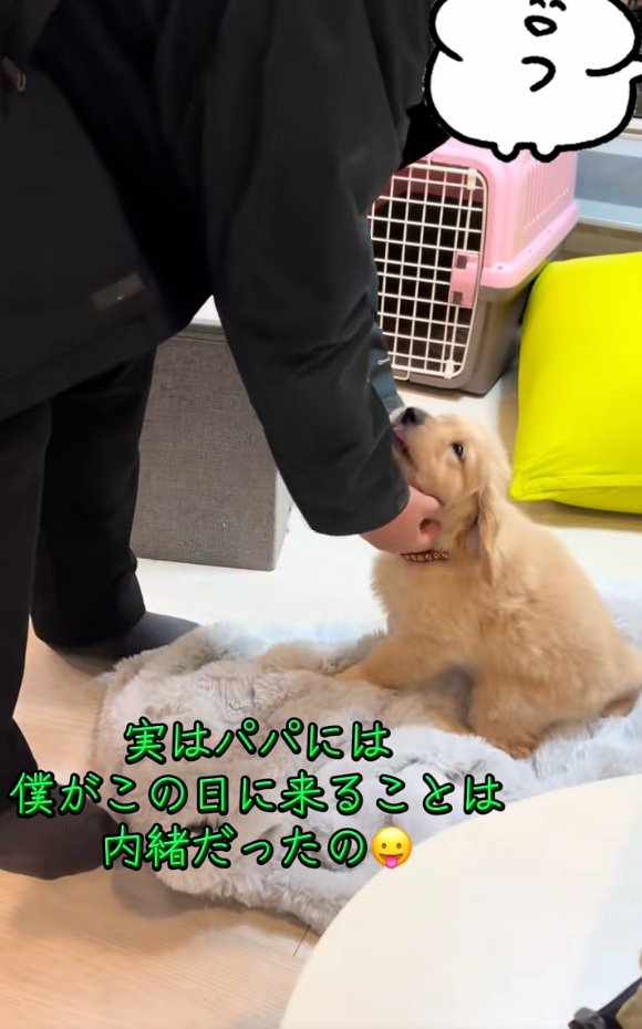 パパを見るかんくろう君