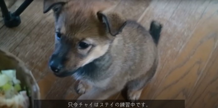 ご飯を目の前に待ちきれない様子の子犬