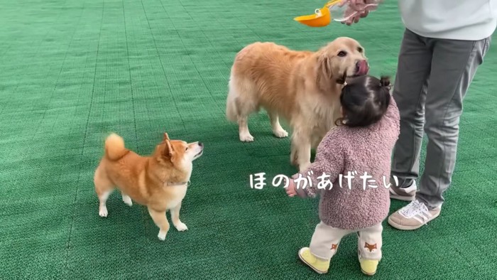 ドッグランに来たよ♪