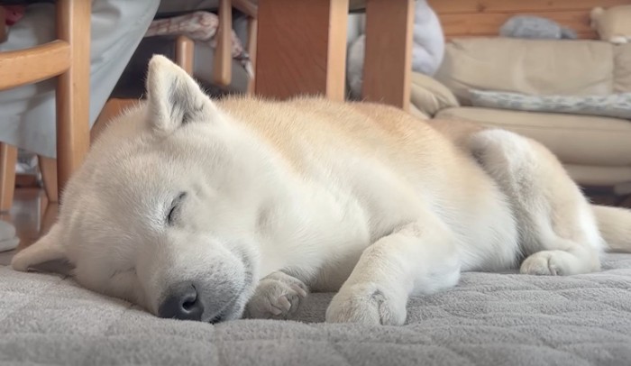 眠る犬