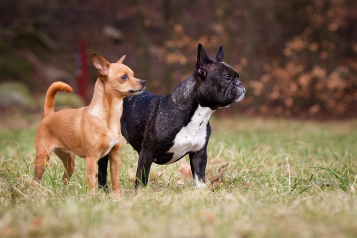 マズルの短い犬と長い犬