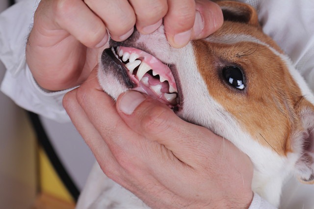 治療している犬