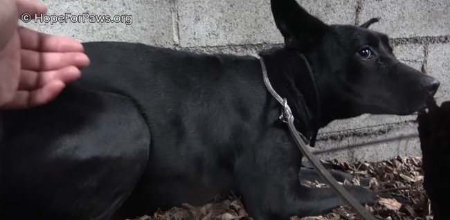 つかまって固まっている犬