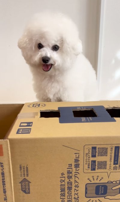 嬉しそうな犬