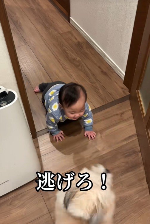 赤ちゃんを守る小太郎くん⑩