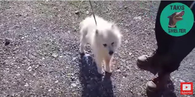 道路脇で発見された老犬