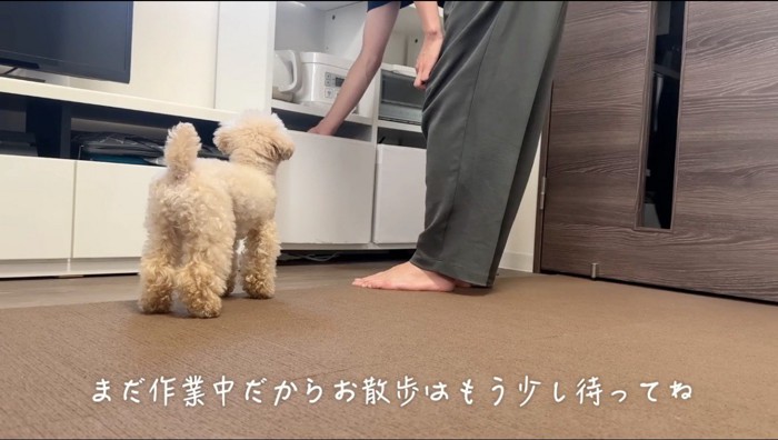 飼い主がリーシュを棚の中に戻すのを見つめる犬