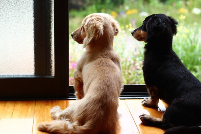外を見る2匹の犬
