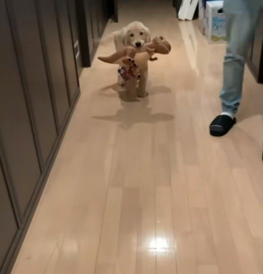 子犬のころが一番可愛い？