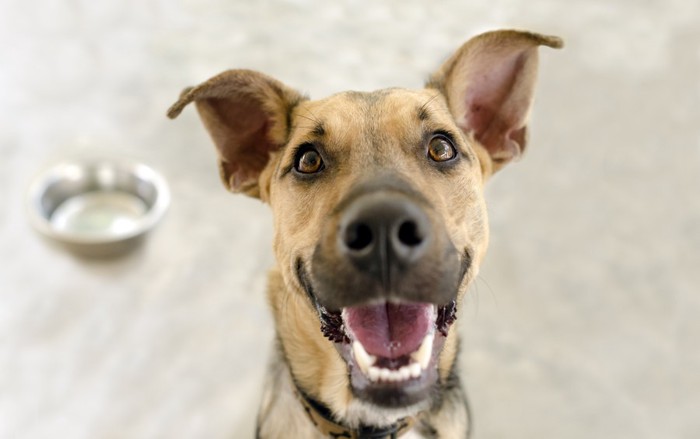 空のエサを前にした犬