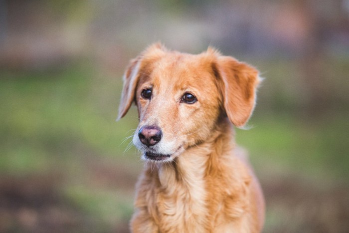 穏やかな表情のシニア犬