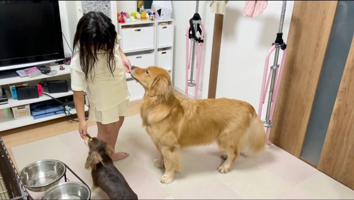 2匹の犬におやつをあげる女の子