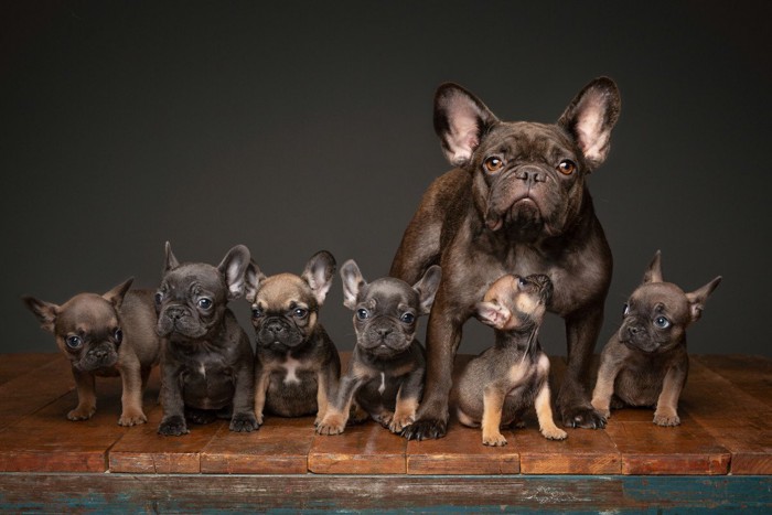 親子の犬