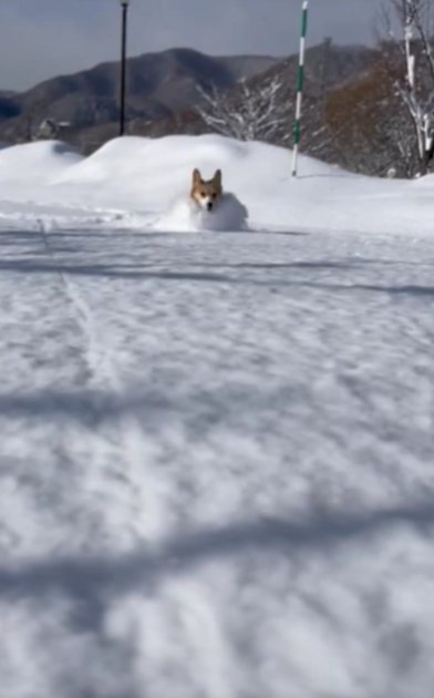 ふわふわの雪