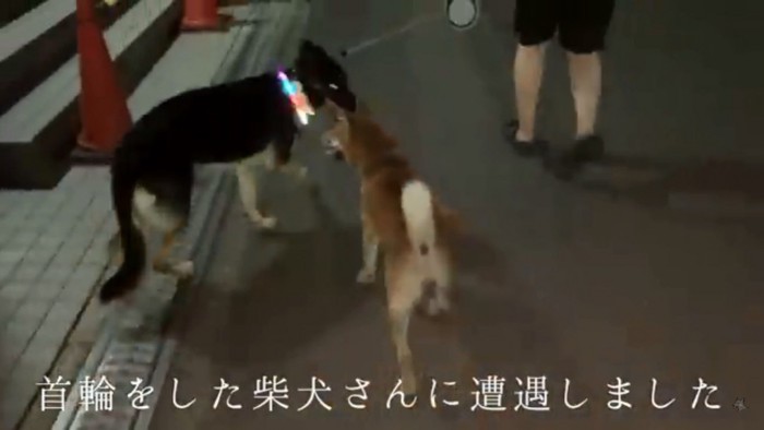 迷子の柴犬さん