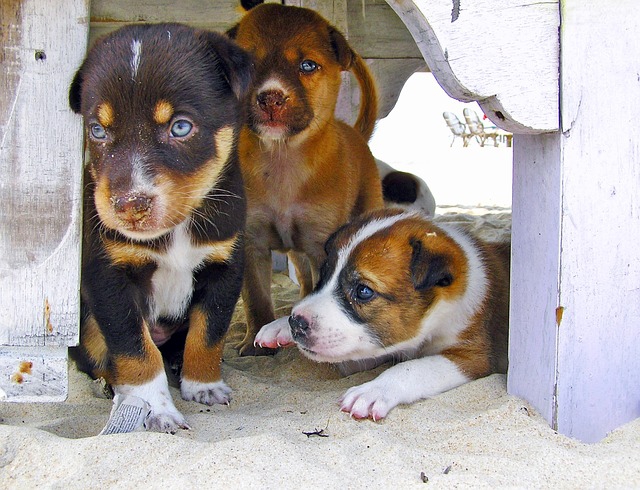 3匹の犬