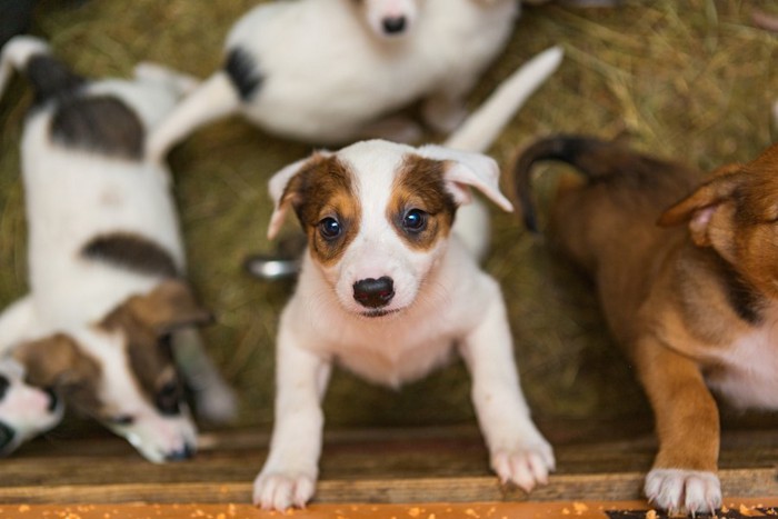 シェルターの子犬たち