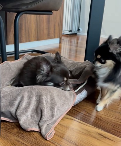 ベッドを取り合う犬たち