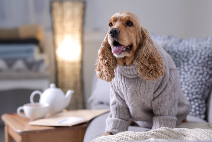 ぶかぶかな服を着る犬